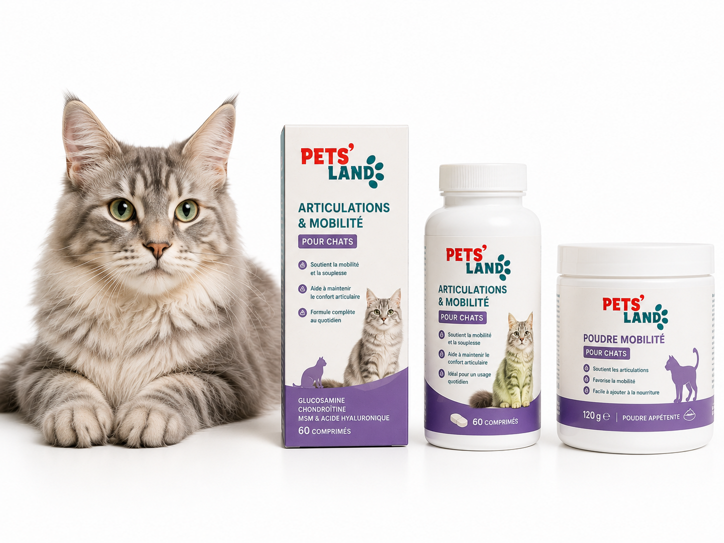 Articulations et mobilité – Chat