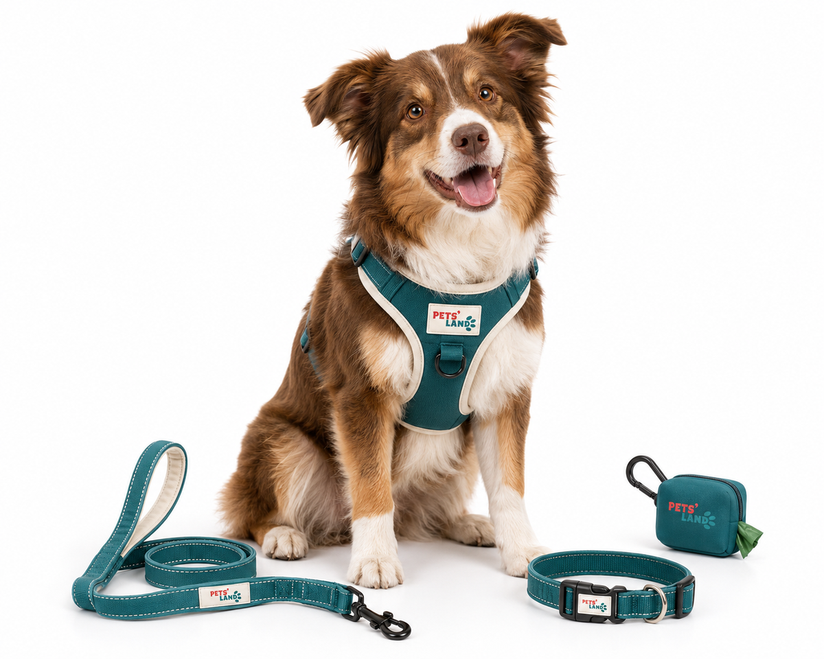 Laisses et harnais – Chien