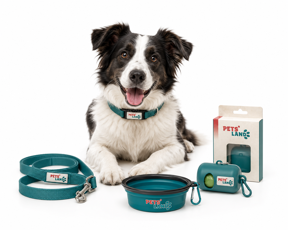 Accessoires – Chien