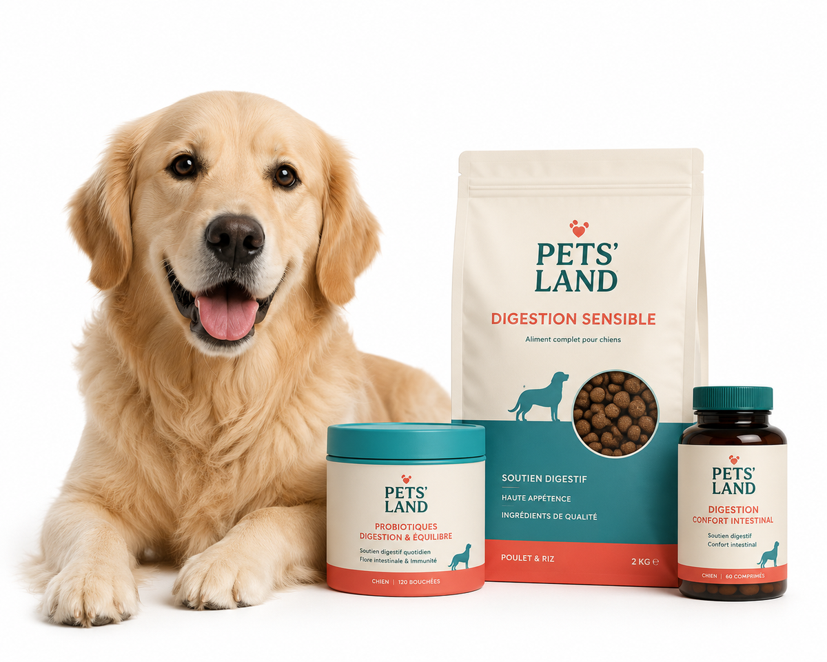 Digestion – Chien