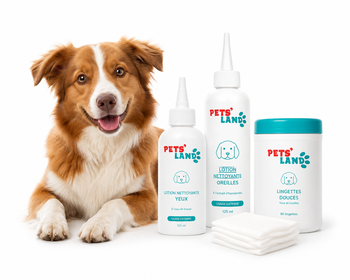 Hygiène des yeux et des oreilles – Chien
