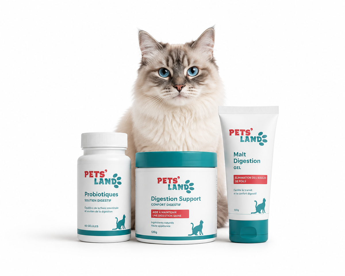 Digestion – Chat