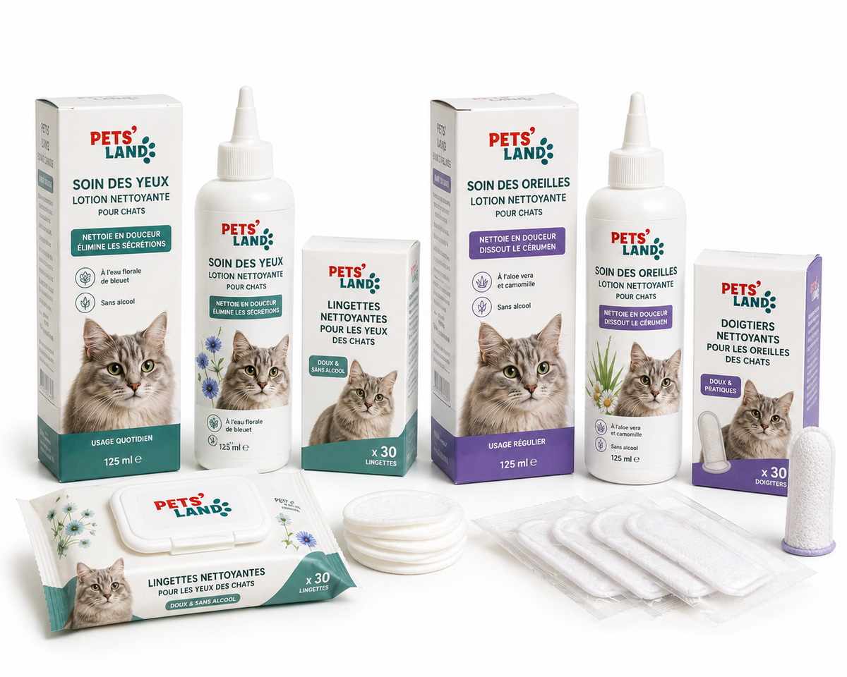 Hygiène des yeux et des oreilles – Chat